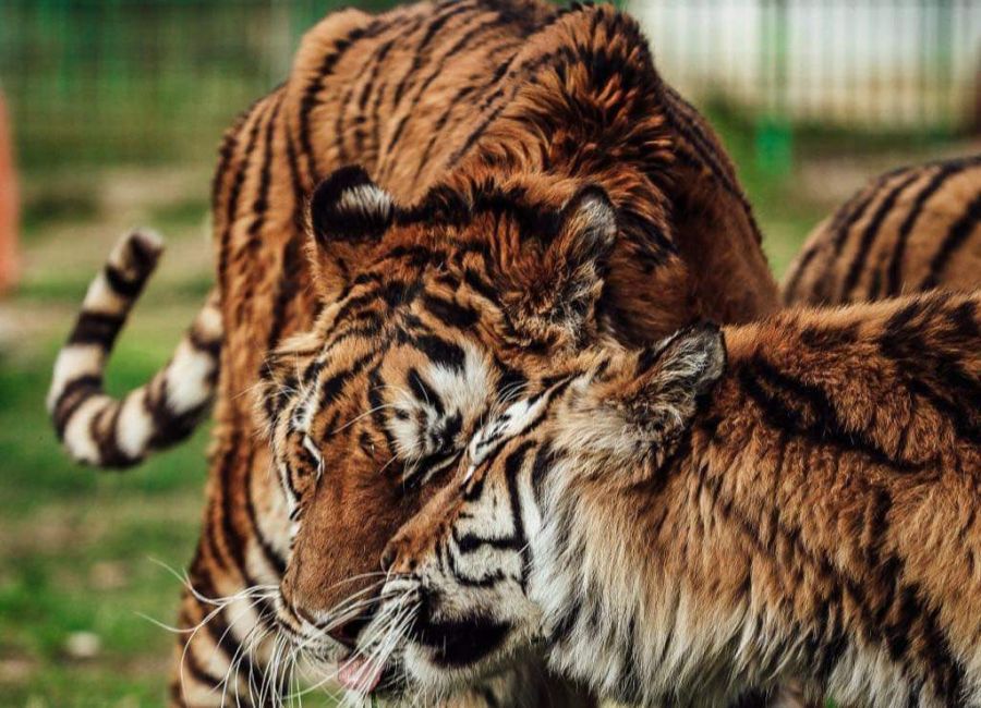 ZOO Pitești este deschis de 1 Mai