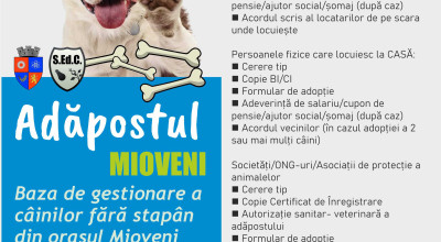 Doriți să adoptați un câine din adăpostul Mioveni? Iată ce trebuie să faceți