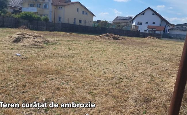 Acțiuni pentru combaterea ambroziei în Pitești