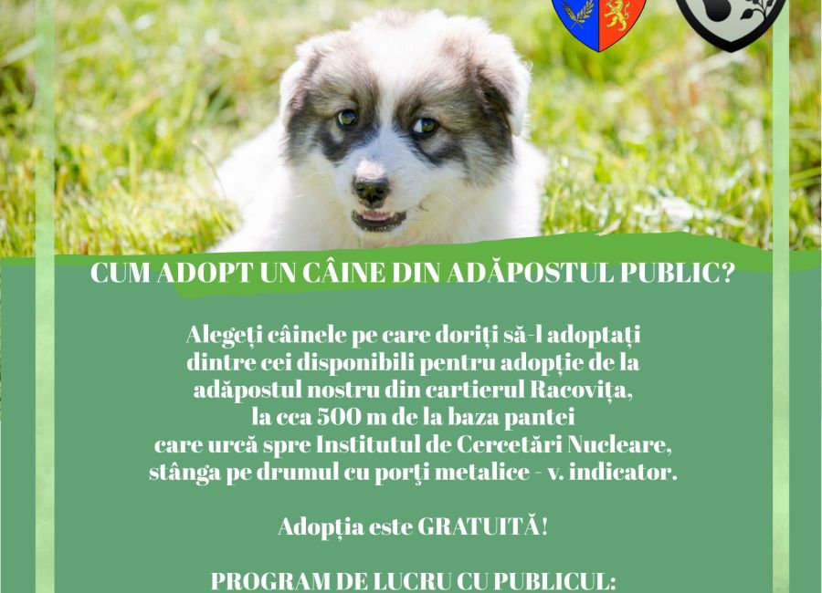 Doriți să adoptați un câine? Iată ce trebuie să faceți