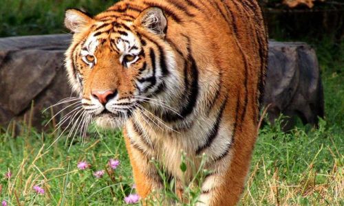 Zoo Pitești este deschisă spre vizitare, în mini-vacanța de 1 Decembrie!