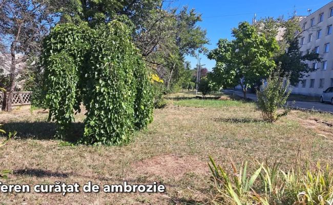 Acțiuni pentru combaterea ambroziei în Pitești