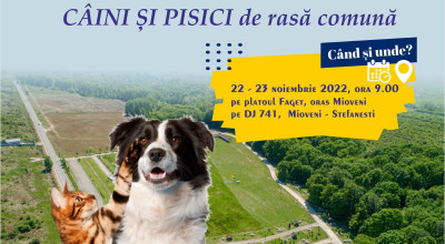 Campanie de sterilizare gratuită a câinilor și pisicilor