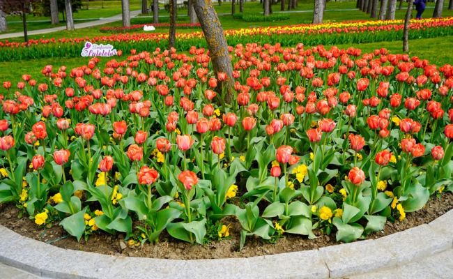 Adrian Bughiu: "Piteștiul este cu adevărat un oraș al florilor"