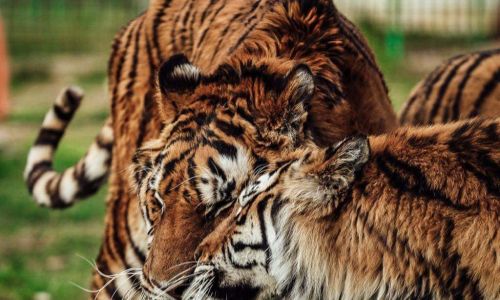 ZOO Pitești este deschis de 1 Mai