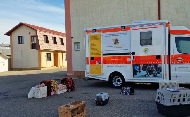 Campanie de sterilizare a câinilor și pisicilor în comuna Bradu