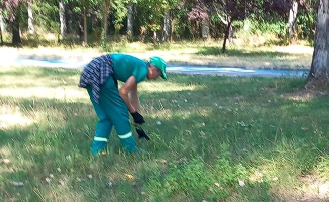 Acțiuni pentru combaterea ambroziei în Pitești