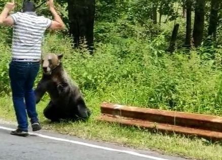 ACUM! Bărbat MUȘCAT de URS în Argeș!