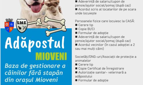 Doriți să adoptați un câine din adăpostul Mioveni? Iată ce trebuie să faceți