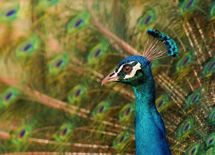 Program special la Grădina Zoologică Pitești, în perioada 1 – 4 mai 2025!
