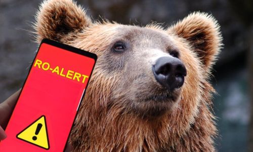 Un urs a pătruns într-o gospodărie din Argeş! A fost emis mesaj RO-ALERT!