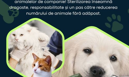 În comuna Bradu va fi organizată o campanie de sterilizare a câinilor și pisicilor!
