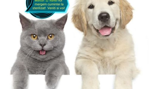 În comuna Corbi va fi organizată o campanie de sterilizare GRATUITĂ a animalelor de companie!