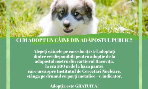 Doriți să adoptați un câine? Iată ce trebuie să faceți