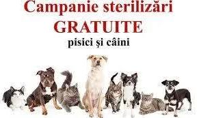 În comuna Bălilești va fi organizată o campanie gratuită de sterilizare a câinilor și pisicilor