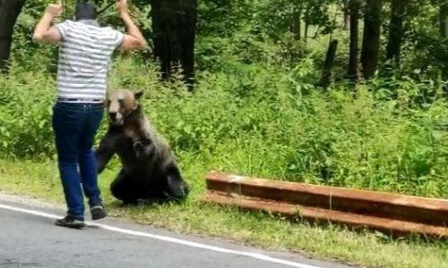 ACUM! Persoană ATACATĂ de URS la Vidraru