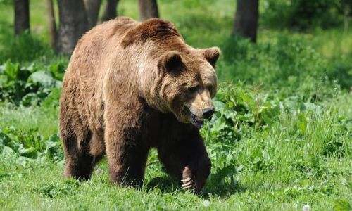 Minor ATACAT de URS pe Transfăgărășan