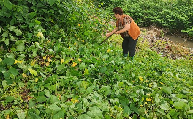 Angajaţii primăriei Bogaţi, acţiune de ecologizare la nivelul comunei