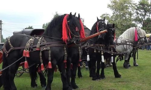 Eveniment deosebit in comuna Berevoești