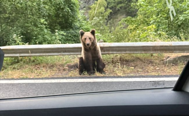 Prefectul Ioana Făcăleață: "Transfăgărășanul nu este grădină zoologică"