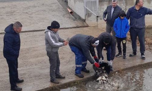 Lacurile din comuna Bradu au fost repopulate!