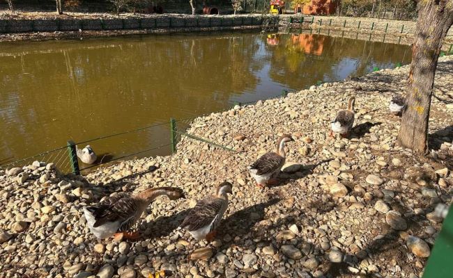 Lucrări importante la Grădina Zoologică din Pitești