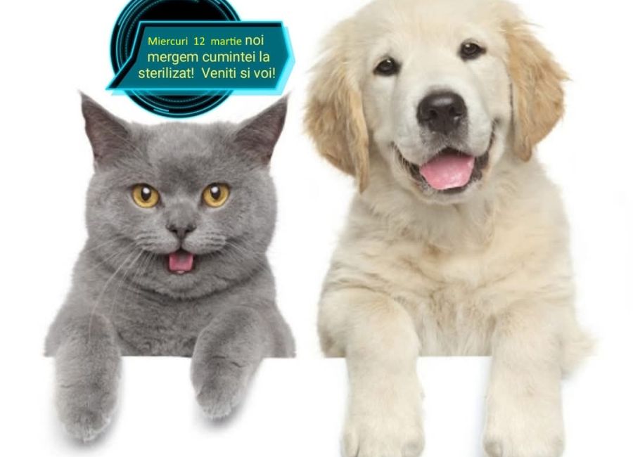 În comuna Corbi va fi organizată o campanie de sterilizare GRATUITĂ a animalelor de companie!