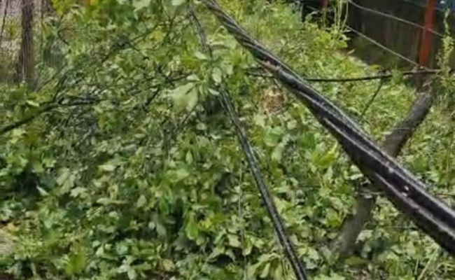 Intervenție de URGENȚĂ în Pitești! Copaci căzuți pe mașini!
